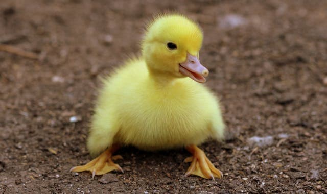 Cute Duckling on Black Soil during Daytime