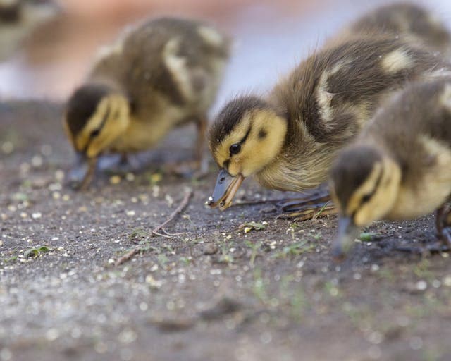 Cute Ducklings Eating on Ground