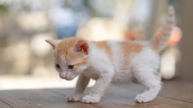 Cute White and Orange Kitten
