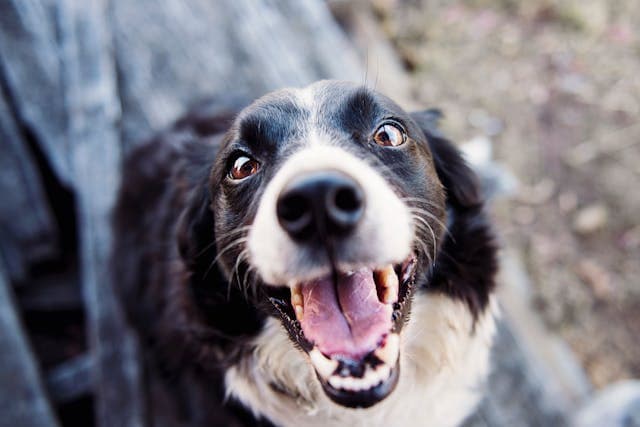 Can dogs have whipped cream?