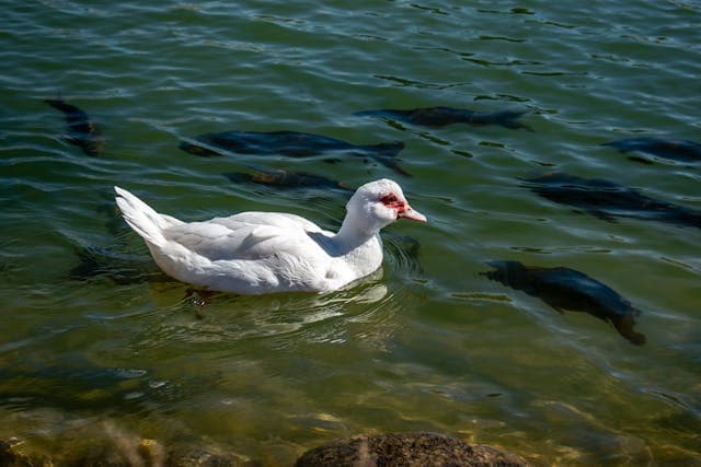 Duck swim on the lake together with Fish