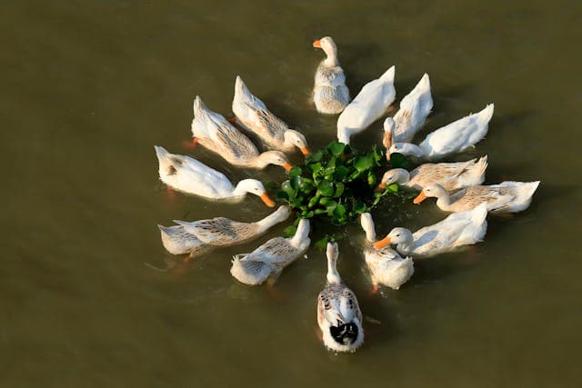 Ducks Eating in a Pond