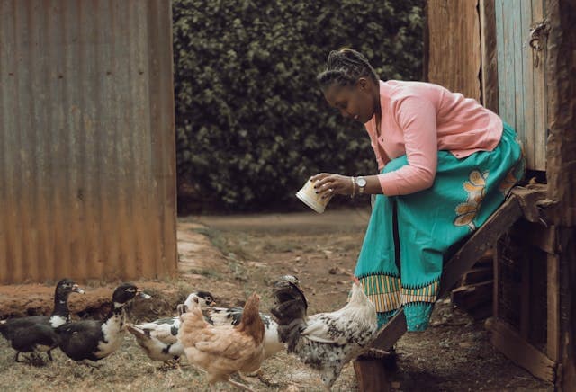 Ducks with chickens feeding by woman