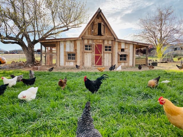 Flock of chickens on a barn