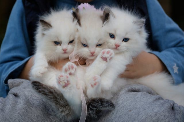 Hand Holding Three White Kittens