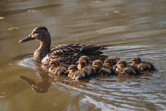 Mother duck with Ducklings Swimming in a Lake
