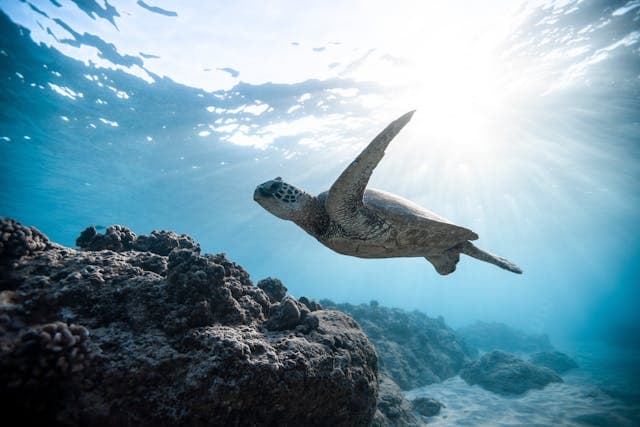 Sea Turtle swimming