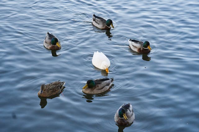 Six Gray Ducks and White Goose On Water