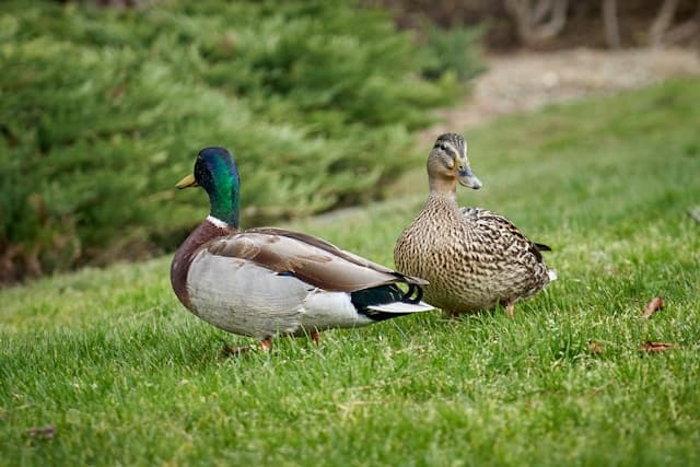 Two ducks on grass
