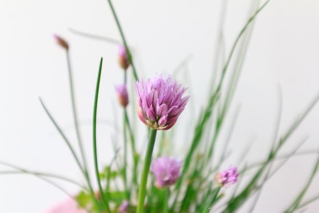 Do Rabbits Eat Chives? Understanding the Risks