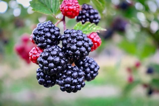 Can rabbits eat blackberries?