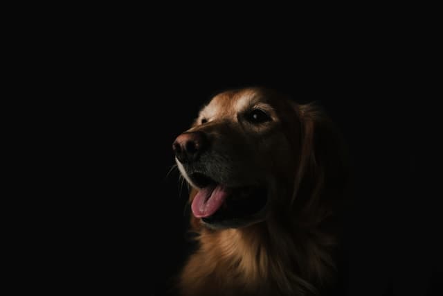 Can Dogs Be Autistic? Understanding Canine Behavioral Disorders