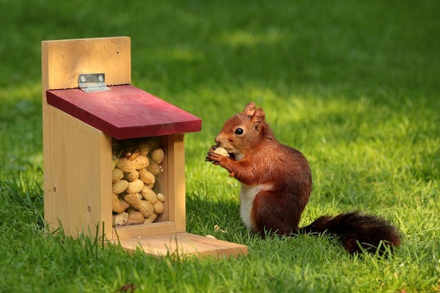 brown squirrels nibbling nuts