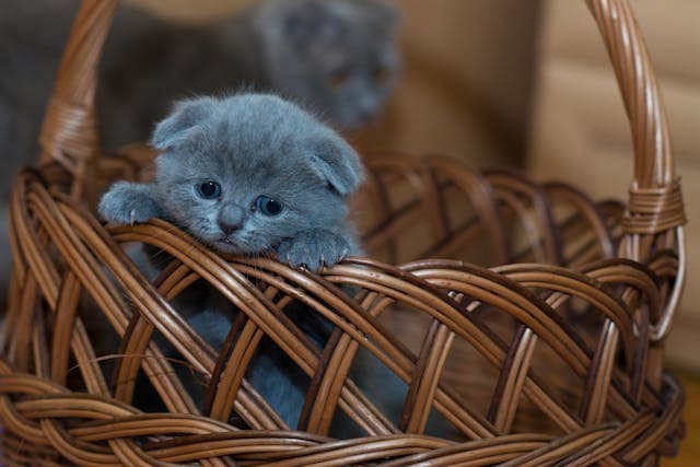 cute cat inside the basket
