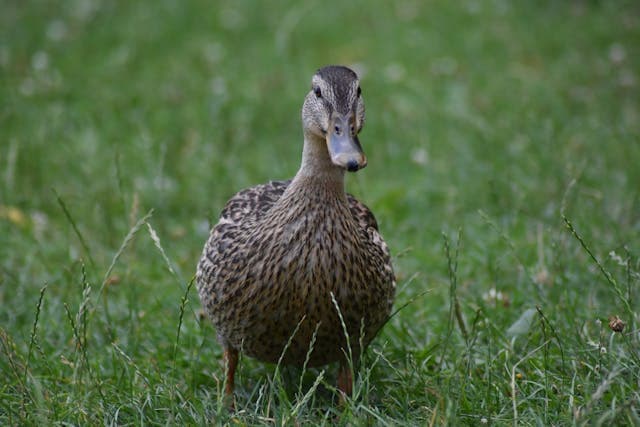 duck walking on the grass