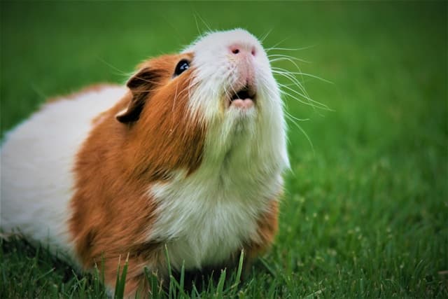 Can Guinea Pigs eat Grapes?