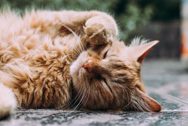 Can cats get colds
