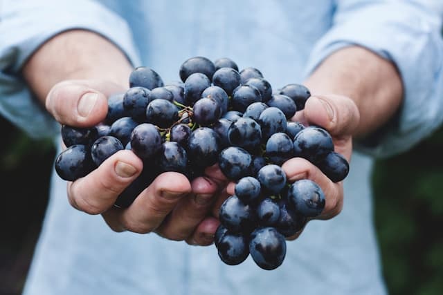 Can Rabbits Eat Grapes? A Detailed Look Into Their Diet