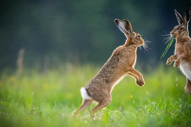 how high can rabbits jump