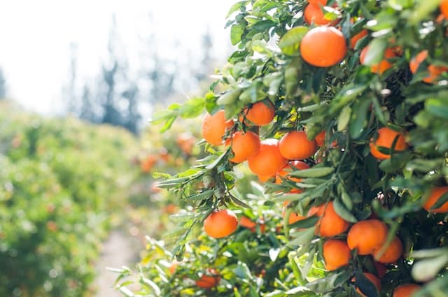 Can Rabbits eat oranges?
