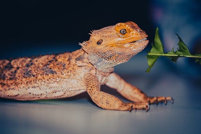 orange bearded dragon eating geen leaf