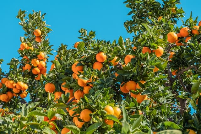 Can dogs eat oranges?