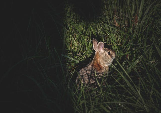 rabbit sitting in green grass at night