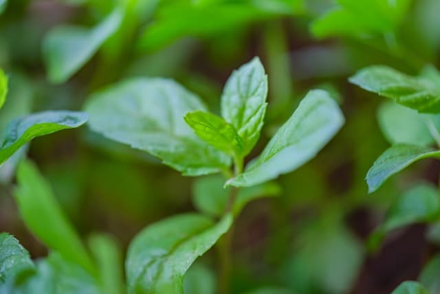 Is peppermint oil safe for dogs?