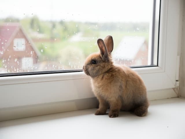 can bunnies eat blueberries