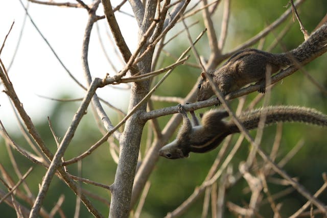 squirrels playing in the tree