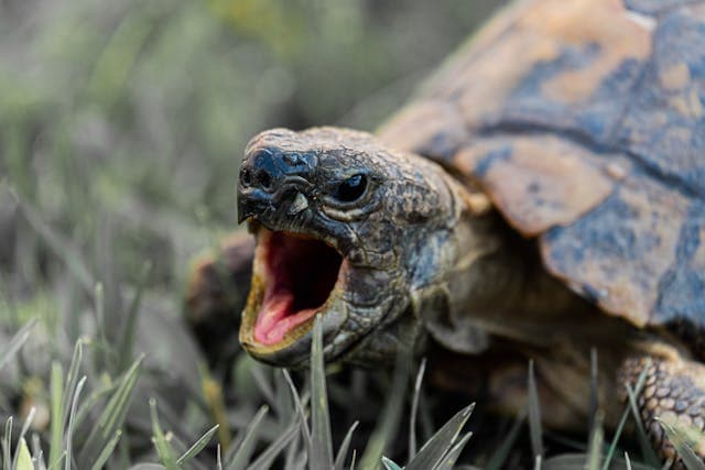turtle opening his mouth