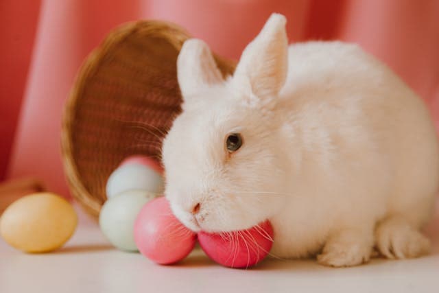 white bunny beside colorful eggs