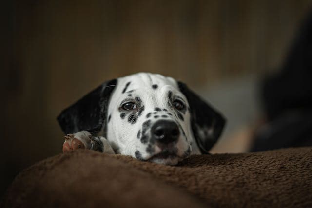 A Dog Lying Down