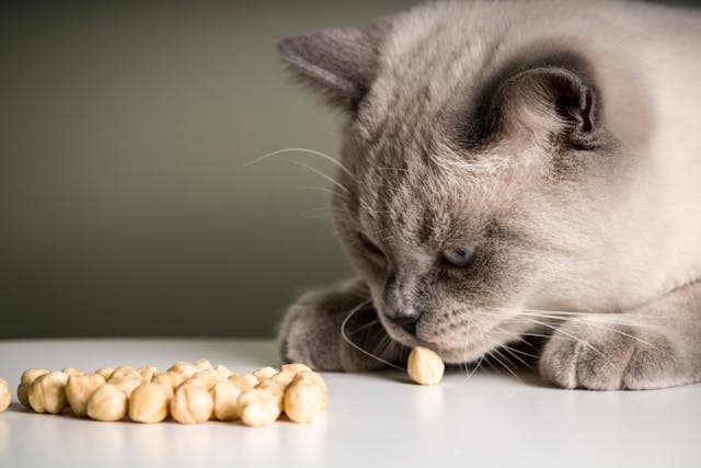 A Gray British Shorthair Cat Smelling the Nuts