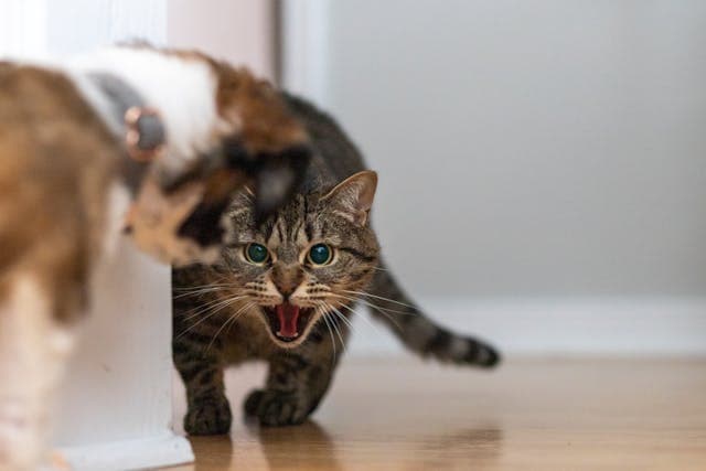 Hissing Cat