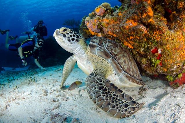How Long Can Sea Turtles Hold Their Breath?