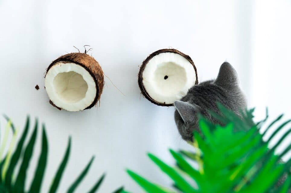 Cat Smelling a Coconut