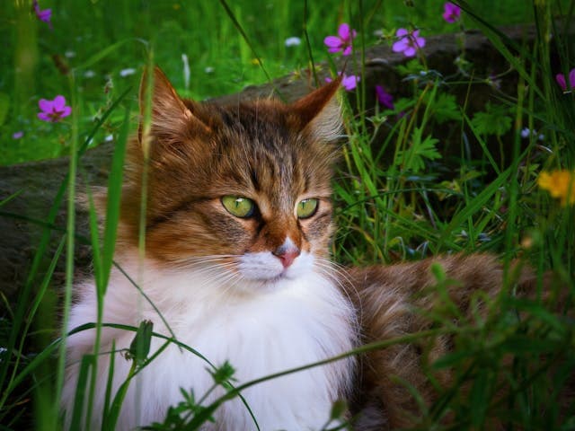 Cat among Flowers