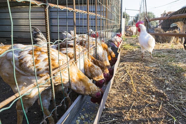 Chickens inside cage while eating