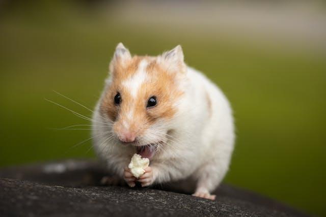 Can a Hamster Eat a Banana?