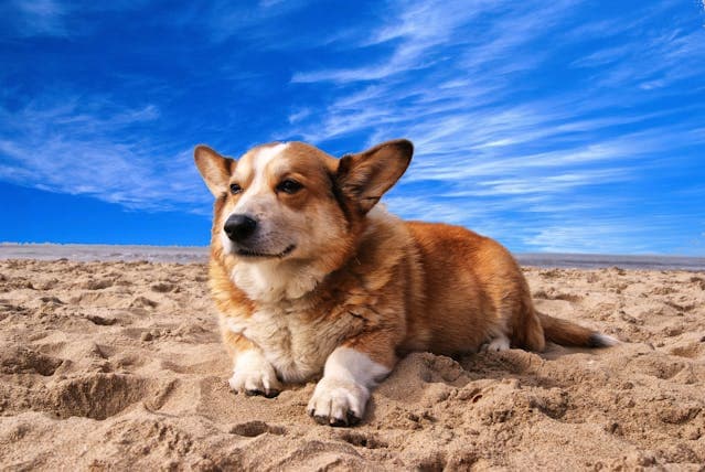 Corgi Lying on the Sand Under White Cloud Blue Sky