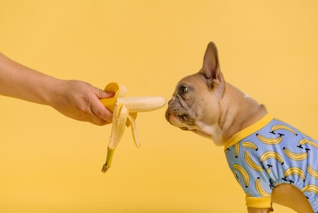 French Bulldog Sniffing the banana