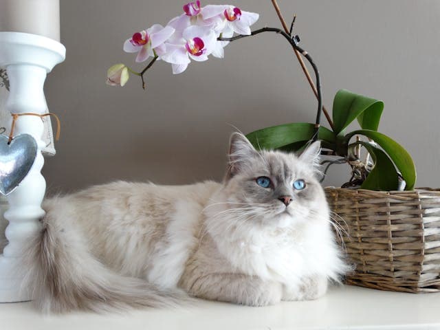 Gray and White Maine Coon Cat Beside Brown Wicker Basket with orchid flower