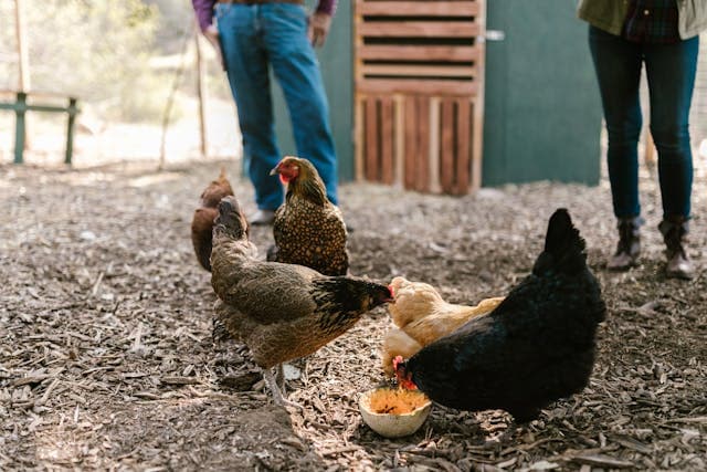 Hens Eating