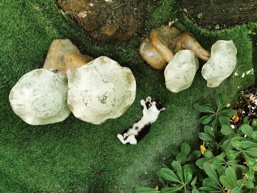 Kitten Lying Down near Big Mushrooms