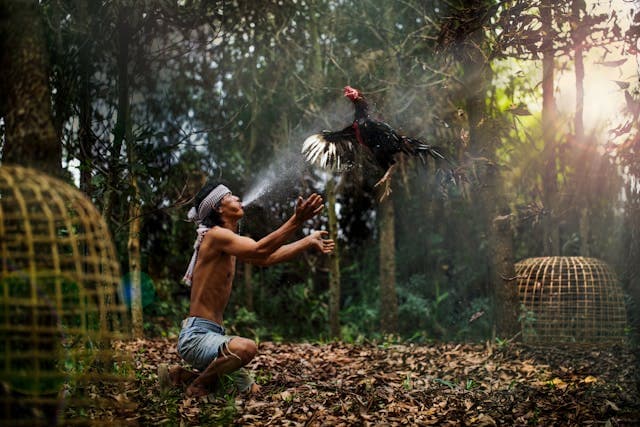 Man Throwing Game Cock by Cages