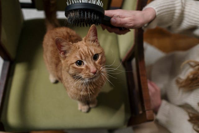 Orange Tabby Cat being brushed by its owner