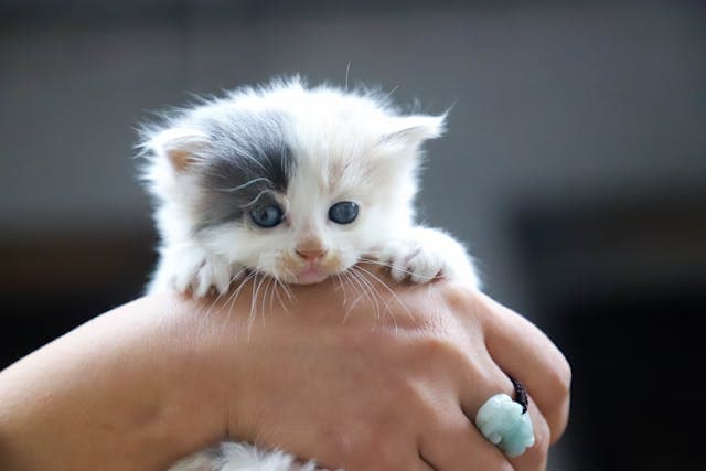 Person Holding cute White Kitten