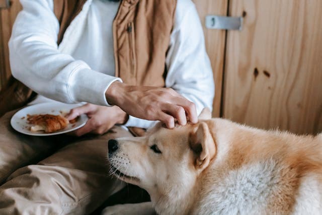 Unrecognizable owner petting adorable Akita while sitting on floor and having breakfast