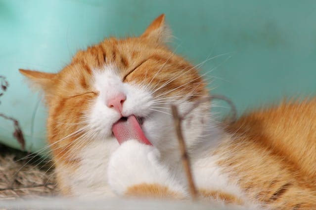 Yellow and White Cat licking his paws